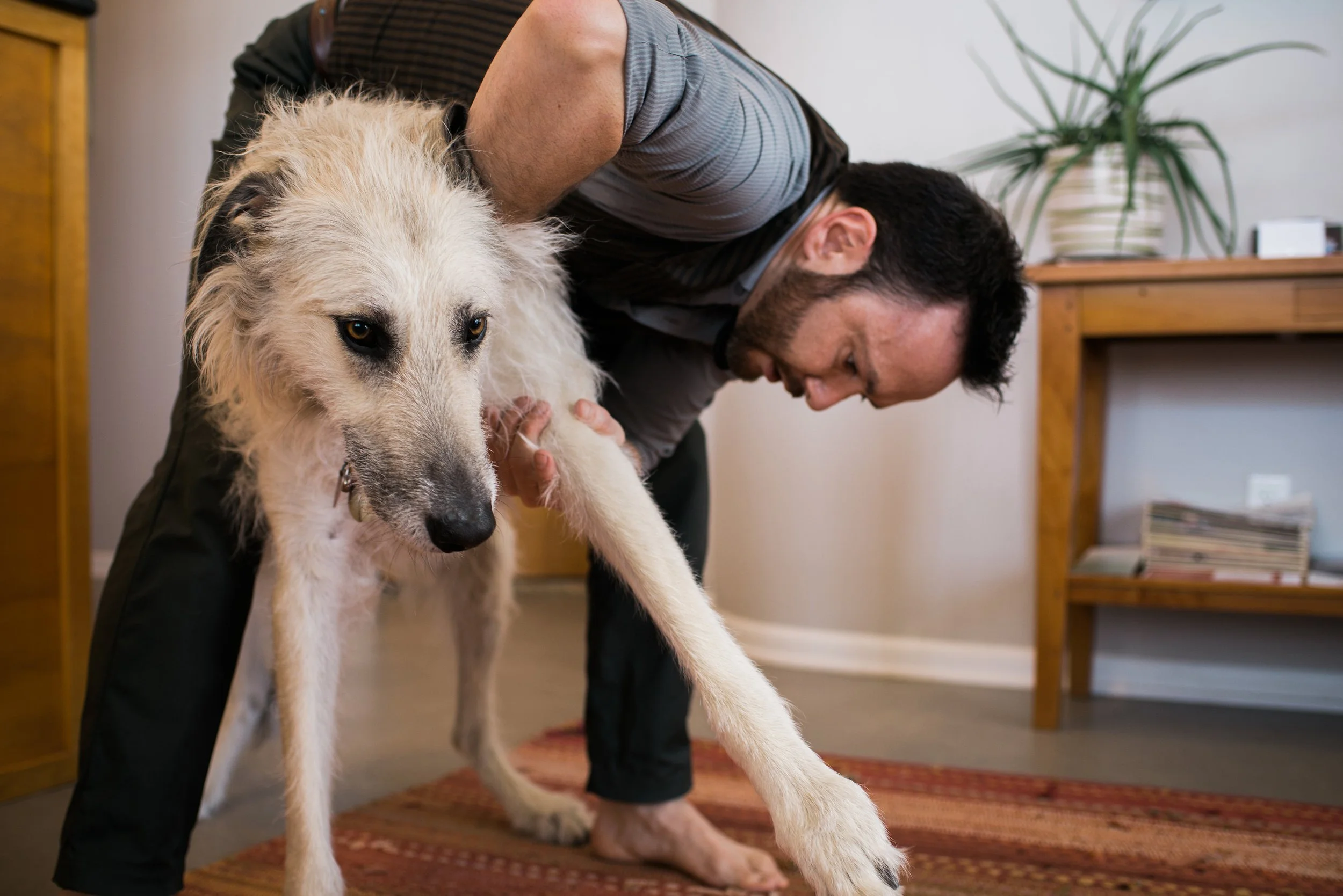 Animal chiropractic care at Awaken Boulder Chiropractic in Boulder